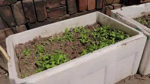 用泡沫箱子种菜好吗?现在清楚还不迟,看完告诉家人