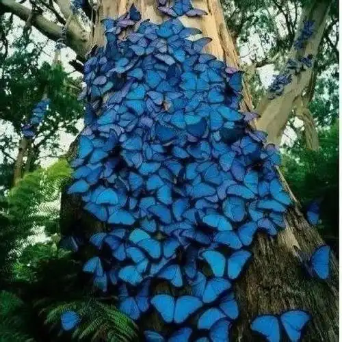 规则与观念理想与认知