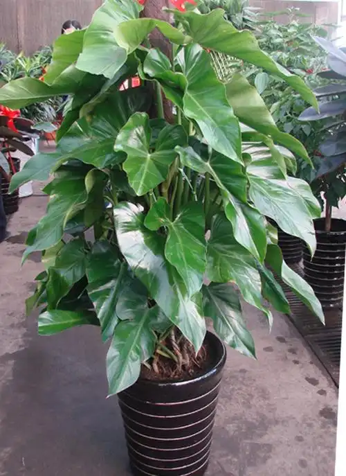 室内大叶植物图片