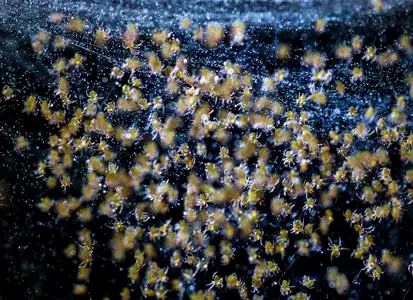 图形矢量蜘蛛巢庆祝 连衣裙 人妖 舞者 美丽的 聚会 巴西人 卡巴莱