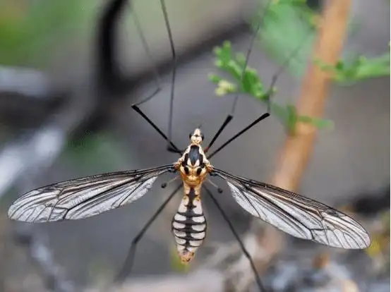 猎奇多少只巴掌大的蚊子可以把人吸干