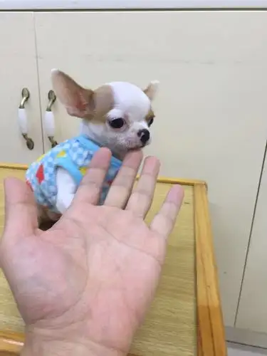 名辰犬场出售苹果头吉娃娃 泸州面向全国发货包运 赠送用品