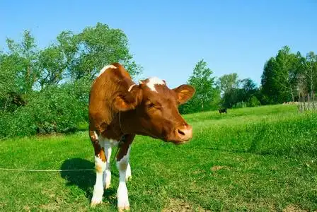 系绳上的小牛.照片