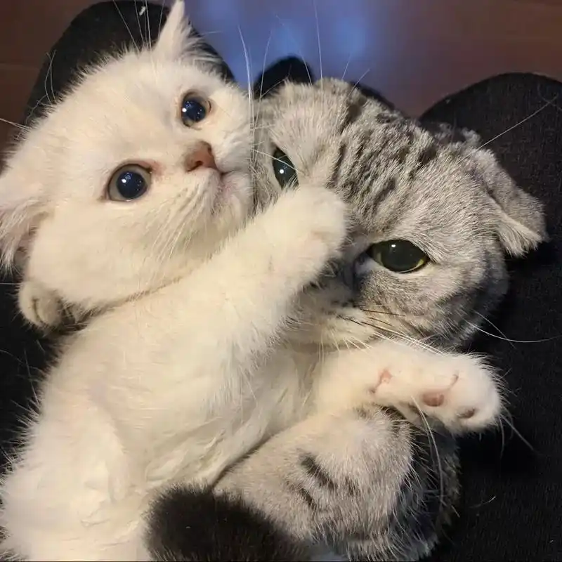 有你在真好.#圣诞节快乐90 #情侣头像#猫咪头像 - 抖音