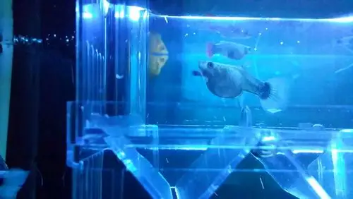 母热带鱼怀孕了长什么样子?肚子很大