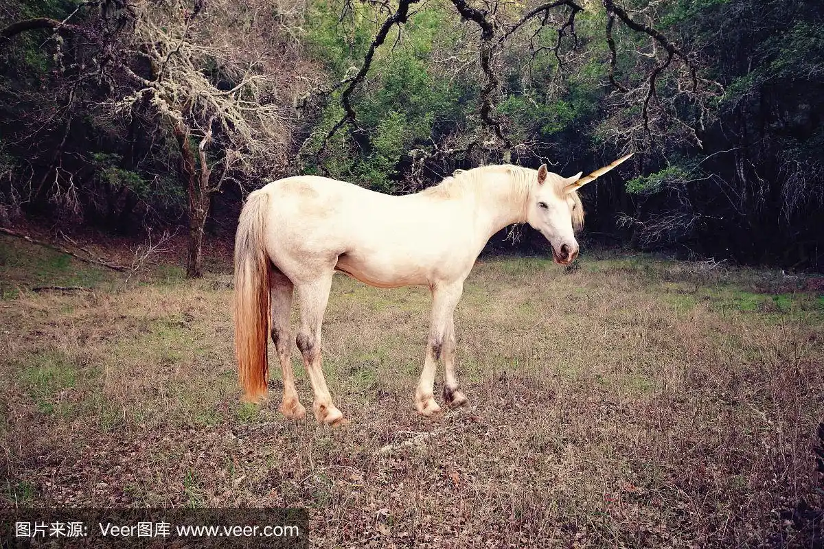 独角兽照片现实
