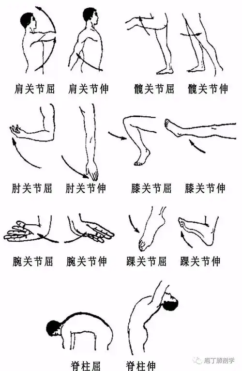 关节的运动形式