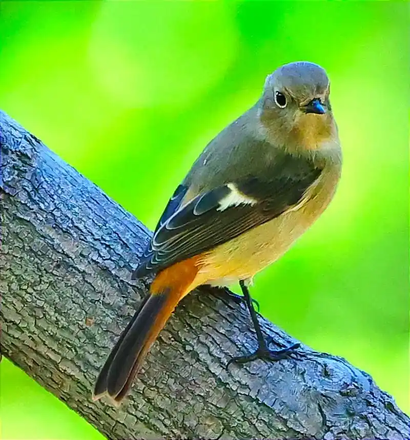 北红尾鸲(雌鸟)#拍鸟 #野生鸟类摄影 #鸟类摄影 - 抖音