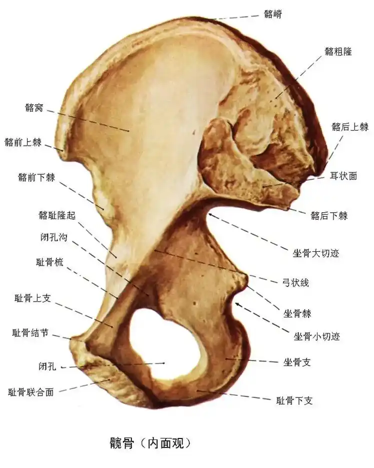 从头来过09#3dbody解剖 - 抖音