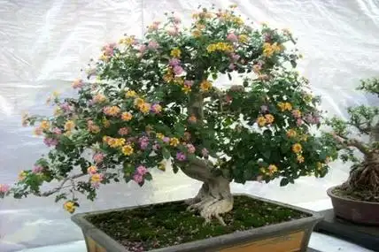 五色梅的养殖方法