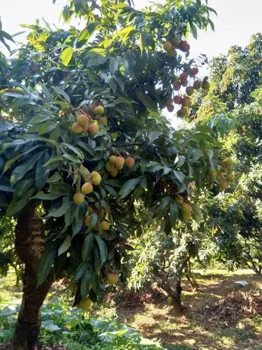 惠农荔枝园评论