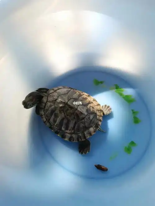 乌龟终于排便了