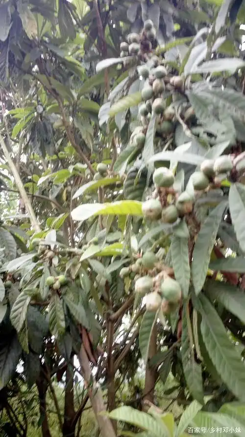 野生枇杷可以做枇杷膏冶感冒非常不错