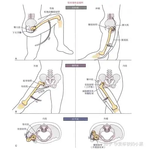运动功能的改善髋关节1