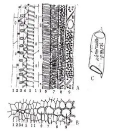 芹菜叶柄 纵切面 求图