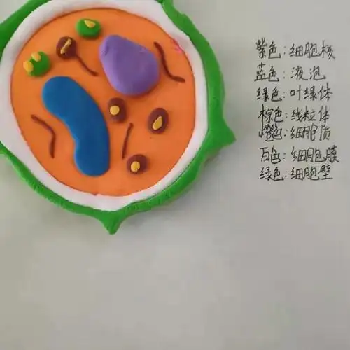 【星耀天成】微观大世界,探索乐无穷——生物细胞模型制作