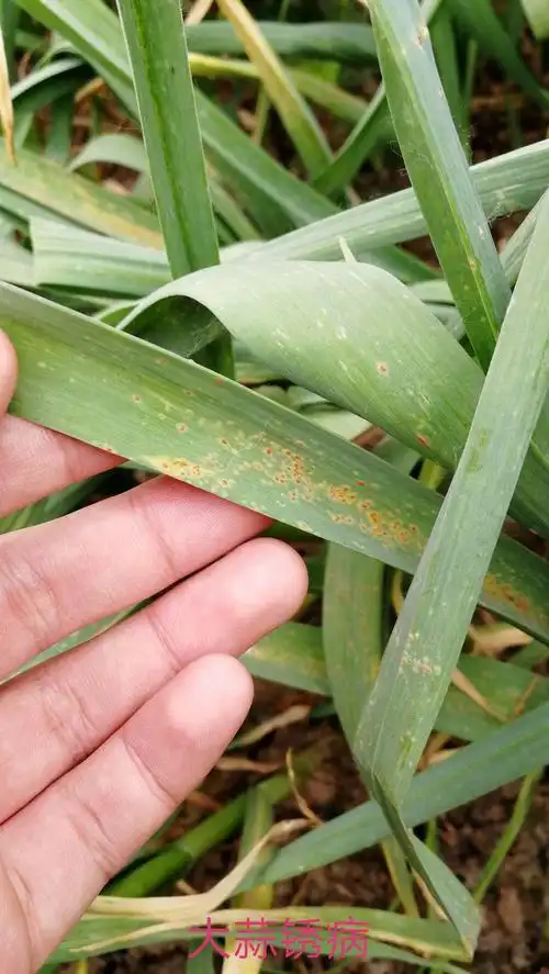 大蒜锈病