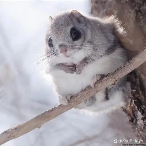 日本飞松鼠(japanese flying squirrel)是一种受到人们喜爱的小型哺乳