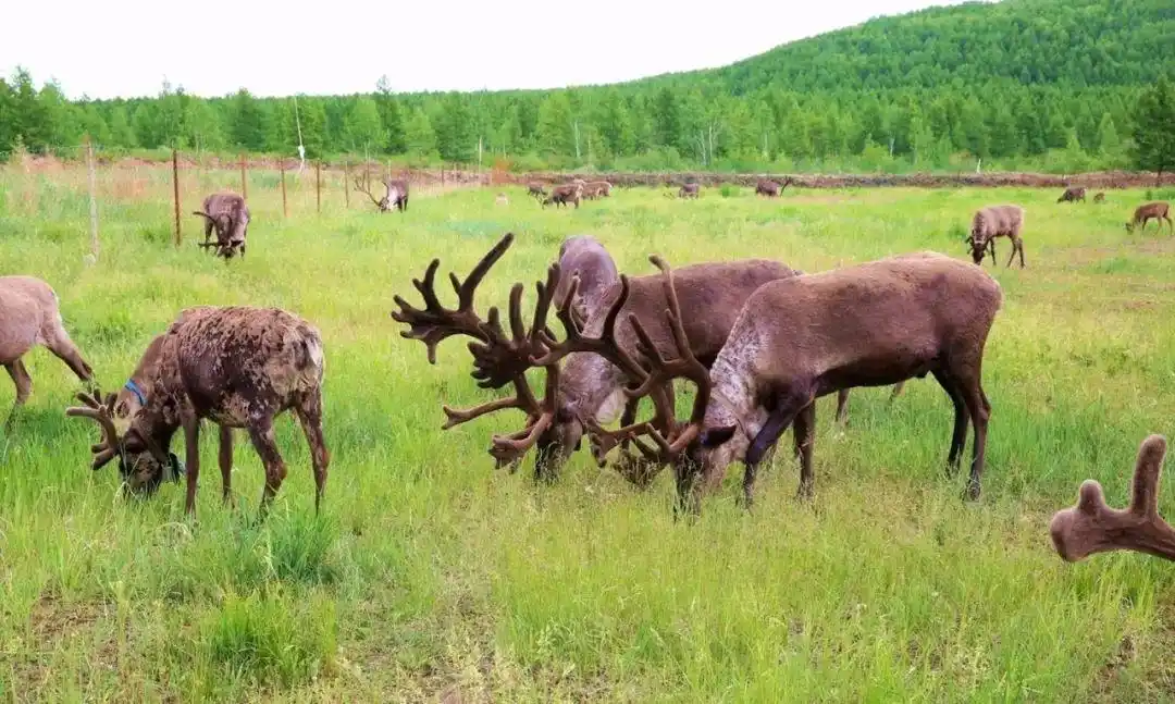 民俗影像鞠广才摄影作品赏析驯鹿之乡敖鲁古雅