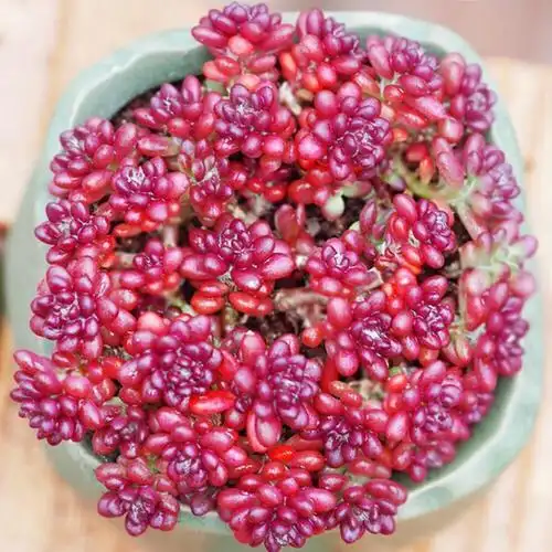 "变异"的多肉植物紫米粒