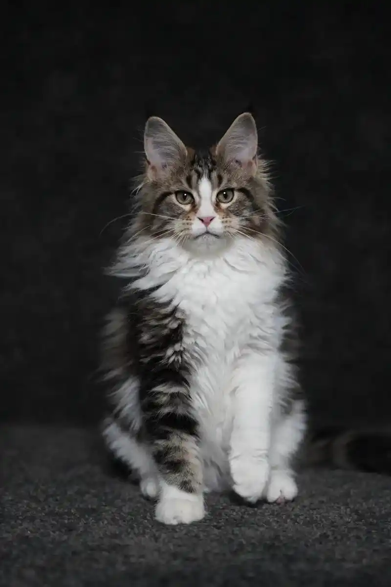 杭州滨江区15800缅因带回家#缅因猫 #缅因库恩猫 #缅因 - 抖音