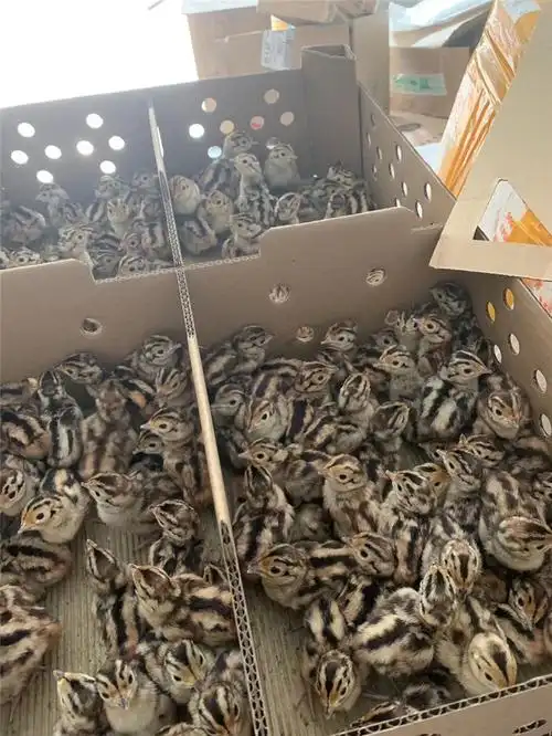 山鸡苗 山鸡苗批发 广西山鸡苗孵化厂