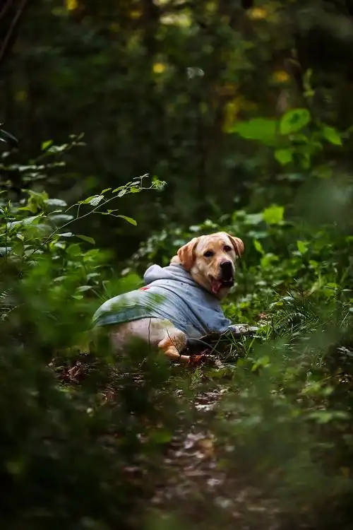 宠物摄影-朵朵的小森系|摄影|动物|277241214 - 原创作品 - 站酷