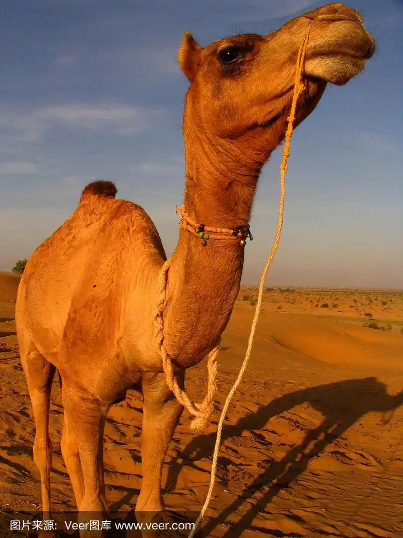 骆驼,驼峰,自然,垂直画幅,天空