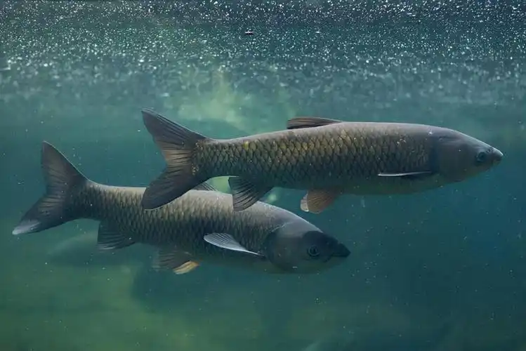 青鱼是中国传统的四大淡水养殖鱼类之一,因为青鱼在水面底层生活,食物