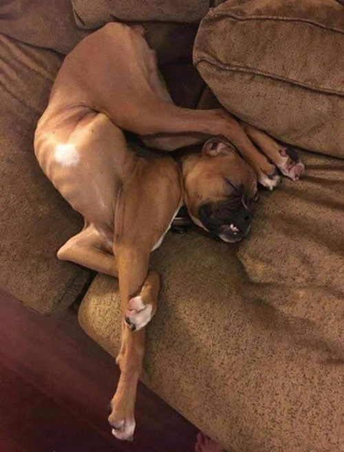 狗狗奇葩睡姿大赏,网友:你这只算好的,我家的更诡异!