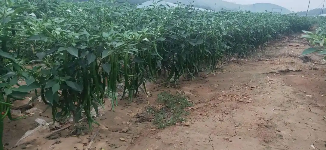 连元村集体产业线椒种植基地内,线椒长势良好.