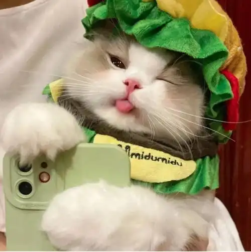 可爱喵星人卖萌头像图片 超级呆萌猫咪头像图片真实(8)张