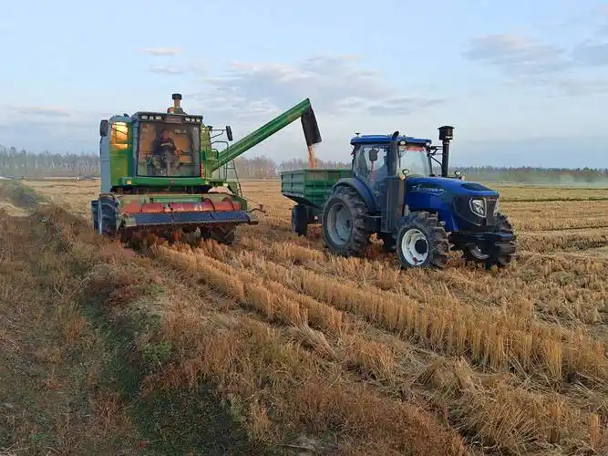 胜利农场有限公司:分段收割 减损提质保丰收