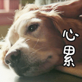 心累gif狗狗gif挠痒痒gif可爱gif