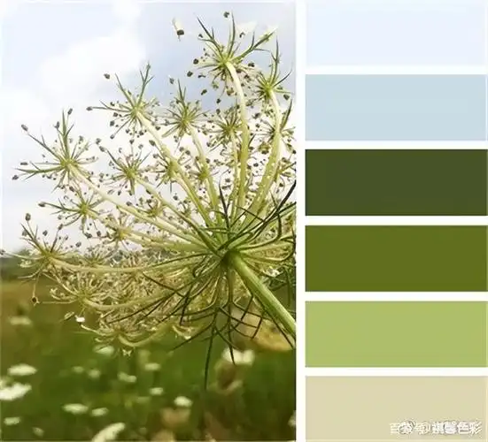 流行色橄榄绿之美