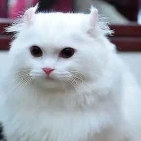 纯白色长毛卷耳猫美国卷耳猫