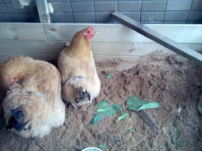 发酵床养鸡的操作要点