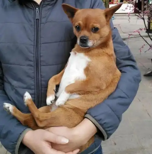 后代图片吉娃娃狗与主人合照吉娃娃和小鹿犬杂交品种吉娃娃小鹿犬串串