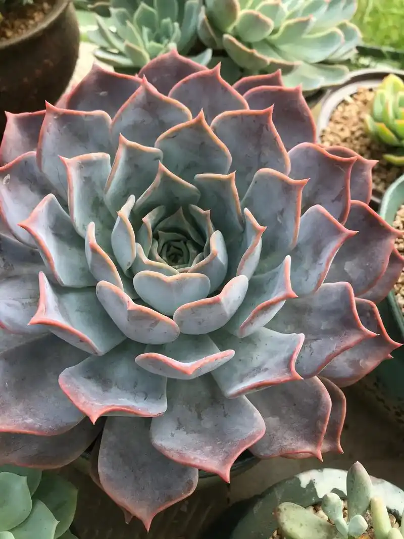 我的多肉花园  大姐家的露西娜,一年四季都是美美的.#多肉 - 抖音