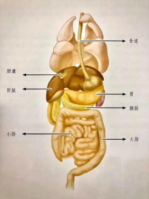 猫咪肠胃结构图