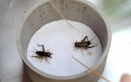 斗蛐蛐斗蛐蛐斗蛐蛐