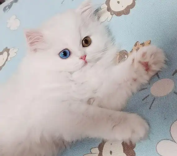 还有个一更有意思的,那就是山东狮子猫是国内唯一的长毛猫品种.