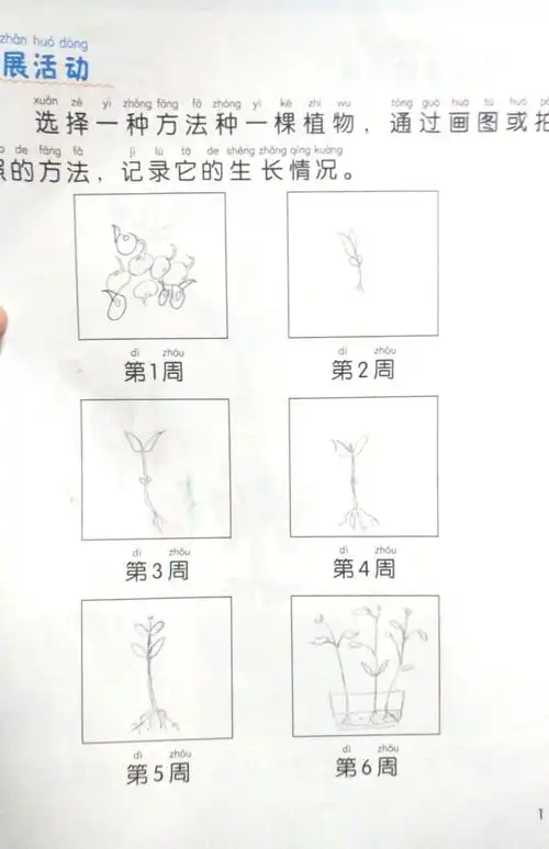 这是我给小豆芽画的成长日记.记录了它们每周的变化.