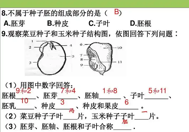 观察菜豆种子和玉米种子结构图,依图回答下列问题: (1)用图中数字回答