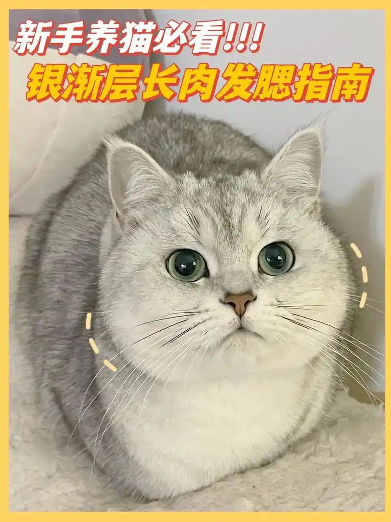 英短银渐层长肉发腮看这篇就够了!#养猫经验分享 #科学养宠攻 - 抖音