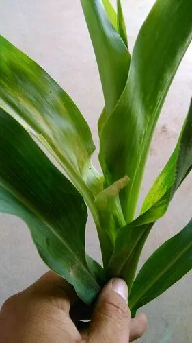 玉米上部黄叶,心叶腐烂