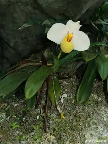 带你领略大自然的魅力之白花兜兰