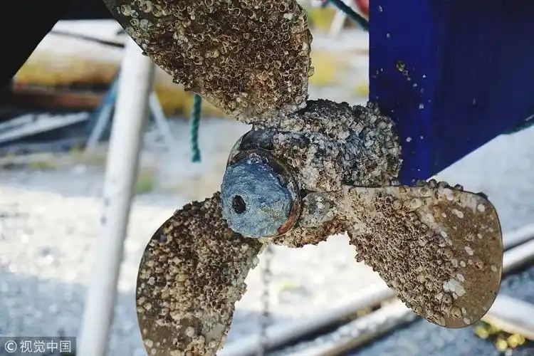 有经验的船员定期总要清理一下船底附着的大量藤壶.