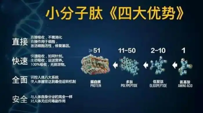 小分子肽与免疫系统调节与增强作用