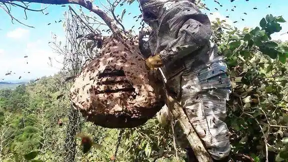 野外发现虎头大蜂巢,收获满满一箩筐